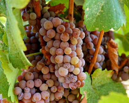 Traminer (a.k.a. Savagnin)