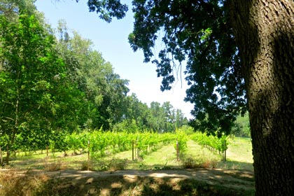 Mokelumne Glen Riesling block along the banks of Mokelumne River