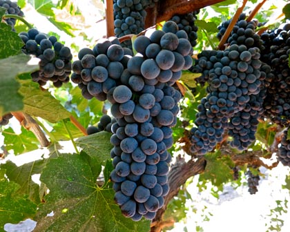 Phillips Farms Petite Sirah