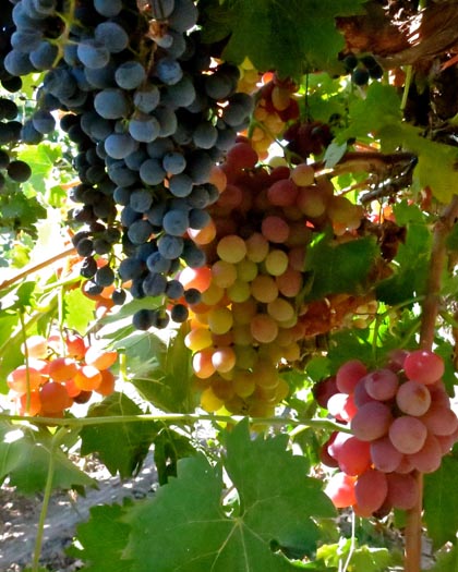 Cabenet Sauvignon mixed with Tokay in Lodi