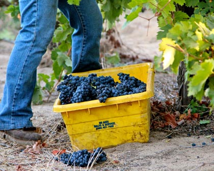 Zinfandel harvest in Lodi’s Lizzy James Vineyard