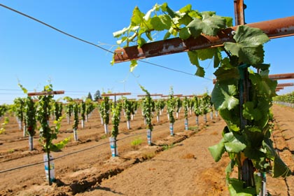 The replanted, trellised Mohr-Fry Alicante Bouschet block (September 2014)