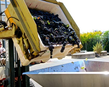 Marian’s Vineyard Zinfandel going into destemmer in St. Amant Winery