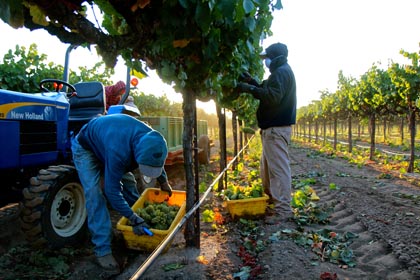 August 20: third week of Chardonnay harvest in Phillips Farms’ Bare Ranch (for Michael David Winery)