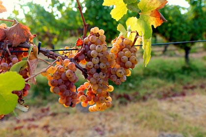 Fantastically fragrant, pink Gewurztraminer grapes in Mokelumne Glen Vineyard