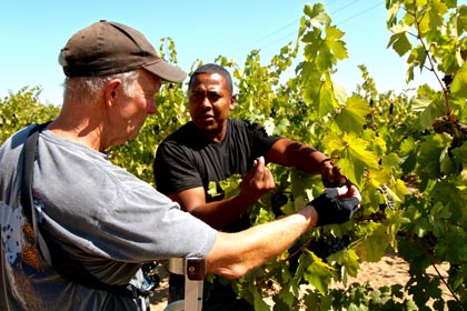 Estate Crush’s Bob and Alison Colarossi, tasting their estate grown Stellina Zinfandel, just finishing native yeast open top fermentation on September 5th