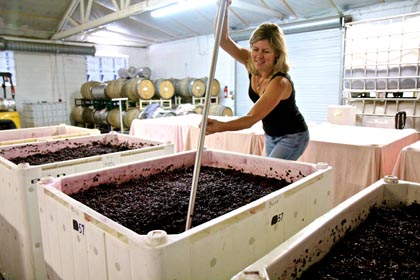 Alison Colarossi punching down her fermenting Stellina Zinfandel at Estate Crush