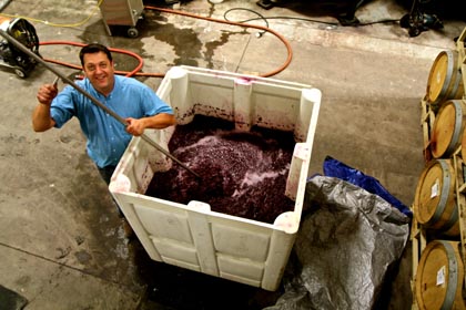At Watts Family, winemaker Franck Lambert pauses for Kodak moment while punching down his fermenting Pescador Vineyard Zinfandel