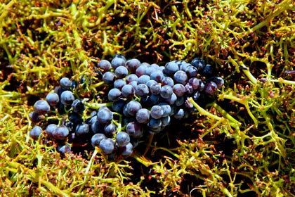 Discarded stems and grapes at McCay Cellars destemmer