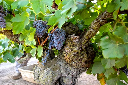 Classic black skinned Grenache being harvested in Manaserro Vineyard, planted in the early 1930s