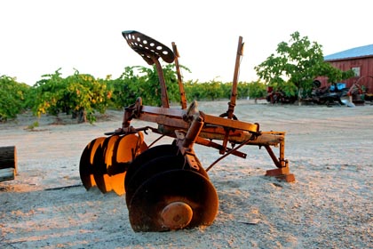 Retired discs in Manassero Vineyard