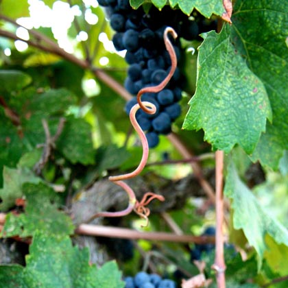 Browned tendrils in Manaserro old vine Zinfandel block