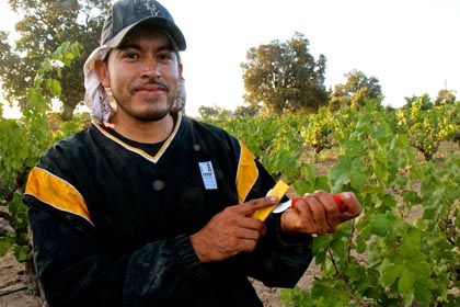 Picker in Stampede Vineyard demonstrating his picking knife sharpening technique