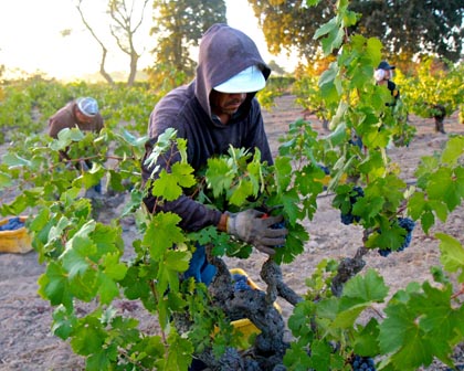 Picking tiny 2014 Zinfandel clusters in Stampede Vineyard