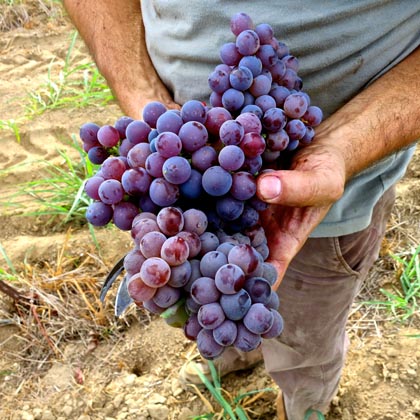 Classic old Mission grapes being field picked with Stampede Zinfandel