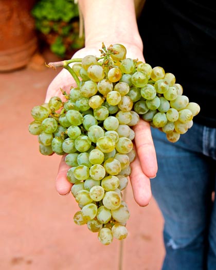 Just-picked Verdelho grapes at St. Jorge Winery