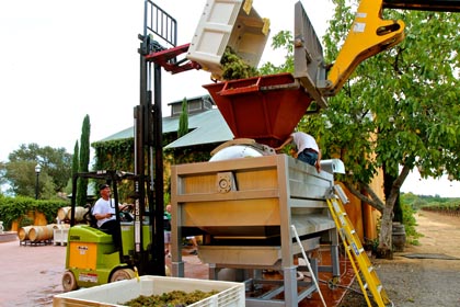 Full clusters of St. Jorge grown Verdelho going directly into bladder press