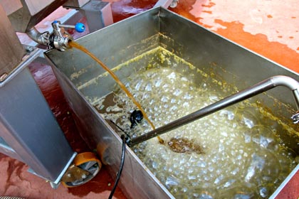 Just-pressed St. Jorge Verdelho juice, headed for fermentor