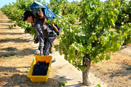 In Schulenburg Vineyard, Kristina Davey-Flores picks Zinfandel with her son