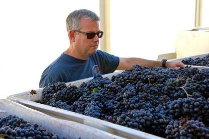 St. Amant’s Stuart Spencer checking on his Marian’s Vineyard Zinfandel