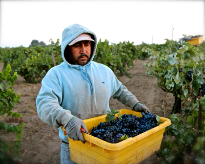 Bechthold Vineyard Cinsaut harvest