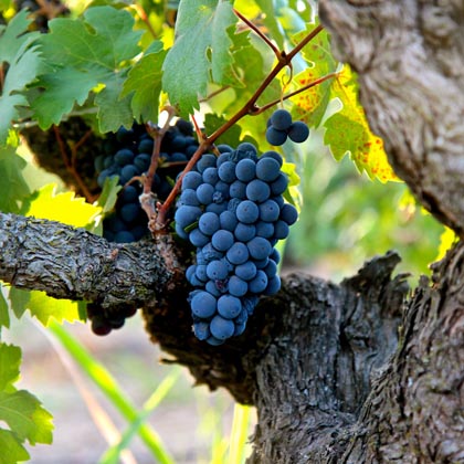 2014 Zinfandel in Lodi’s Stampede Vineyard