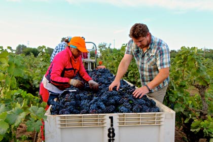 Bedrock’s Morgan Twain-Peterson field sorting early picked 2014 Zinfandel in Lodi’s Stampede Vineyard