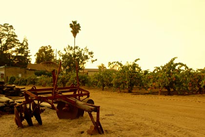 Discarded discs and Manasero Vineyard Zinfandel vines, planted on Lodi’s west side in the mid-1930s