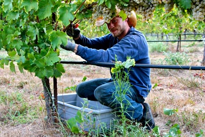 Mokelumne Glen Vineyard Kerner harvest, going into Borra’s Artist White