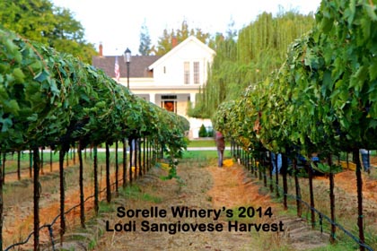 Visiting wine lovers enjoying barrel tasting at Lodi’s St. Jorge Winery