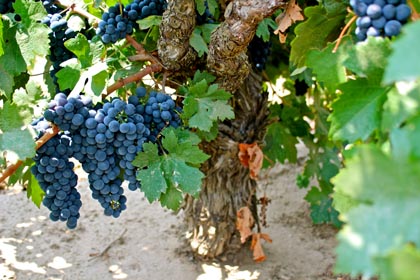 Ancient Zinfandel in Soucie Vineyard (planted 1916)