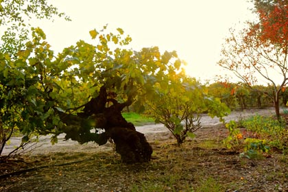 Unlike Texas, Lodi still has <em>Vitis vinifera</em> dating back to the 1800s, such as this Tokay plant in the historic Spenker Ranch (site of today’s Jessie’s Grove)
