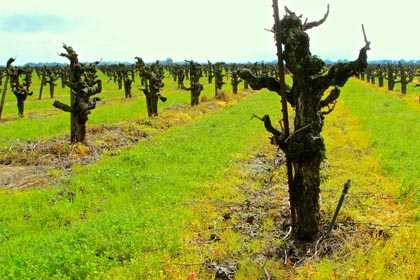 Still what it’s all about: old vine Zinfandel on Lodi’s east side…