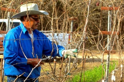 Borra Vineyard Manager Manuel Maldonado doing 2015 pruning (photo courtesy of Borra Vineyards)