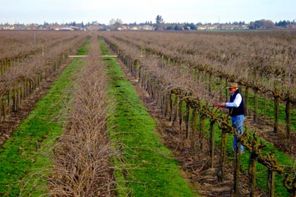 Steve Borra pruning Borra Vineyards’ old vine Barbera (photo courtesy of Borra Vineyards)