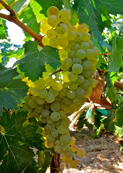 Lodi grown Vermentino