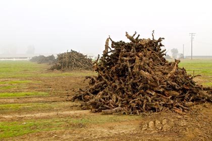 Common winter scene: ancient Mokelumne River AVA vines torn out for new plantings