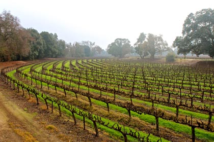 Trellised vines along Lodi's Mokelumne River