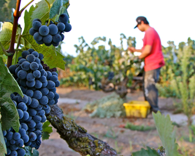 Lodi Zinfandel harvest