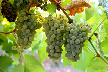 Lodi Winegrape Commission - Blog - Lod's Portuguese Grape King