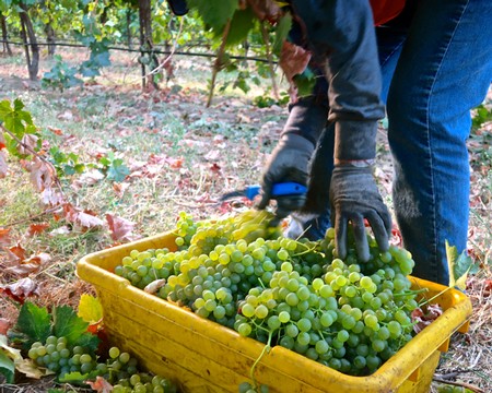 Moët Hennessy vineyards in Champagne to be herbicide-free - FoodBev Media