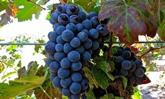 Italian Varietals Lodi