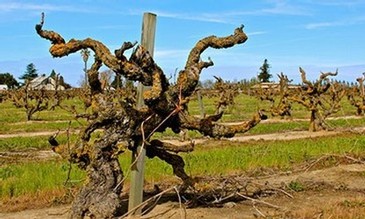 Old Vine Zinfandel