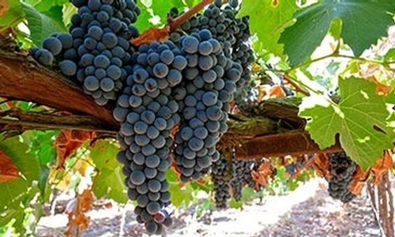 Portuguese Varietals Lodi