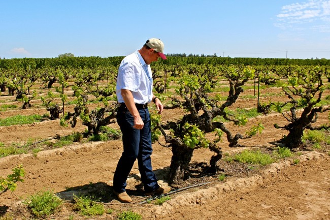 Craig Rous in his Rous Vineyard (Zinfandel on St. George rootstock, planted in 1909)