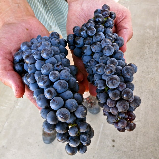 Comparison of Zinfandel clusters grown in two different Mokelumne River AVA vineyards:  Mohr-Fry Ranches (left) and Maley's Wegat Vineyard (right)