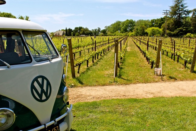 Bokisch Ranches' Las Cerezas Vineyard (planted to Spanish varieties) in Mokelumne River AVA