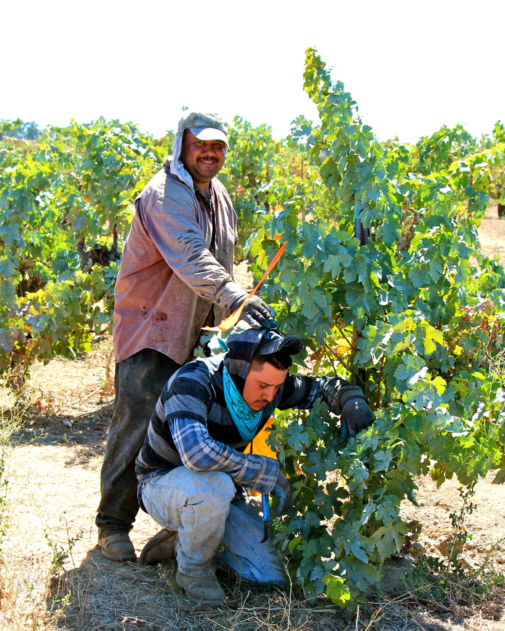 Two workers harvesting grapes in a Lodi vineyard, one standing and one kneeling, with lush green grapevines.