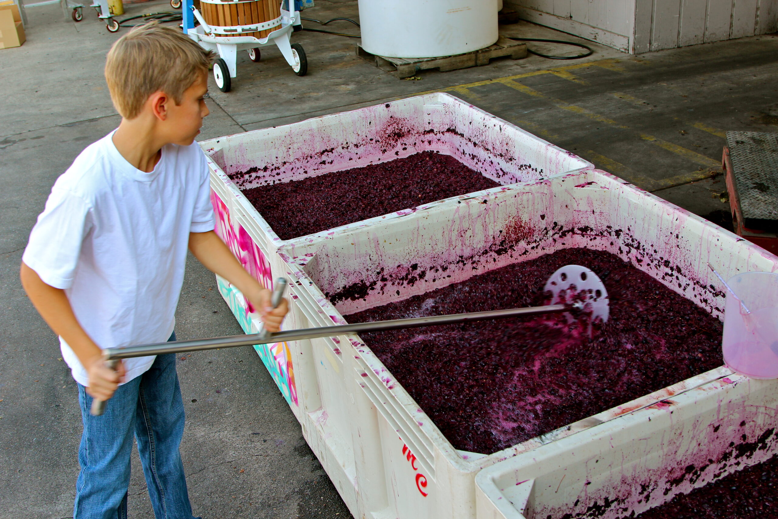 Young boy using a tool to stir or test grape must in a large container during wine production in Lodi, California.