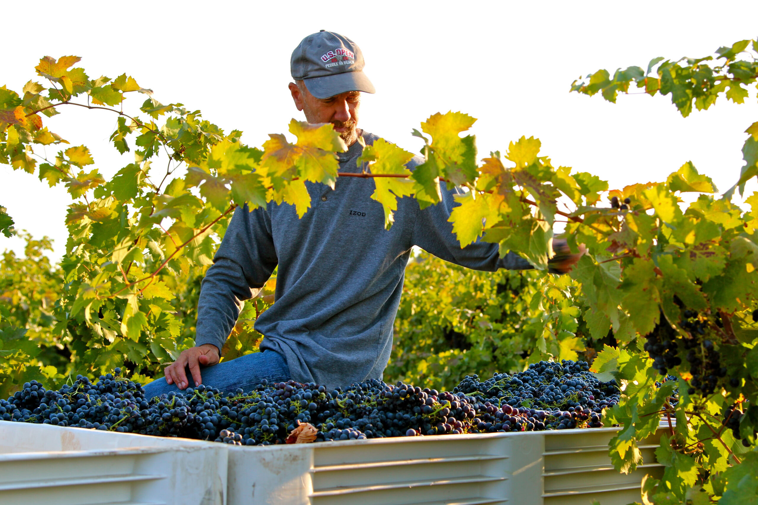Vineyard worker harvesting ripe grapes in Lodi wine region during sunny day.